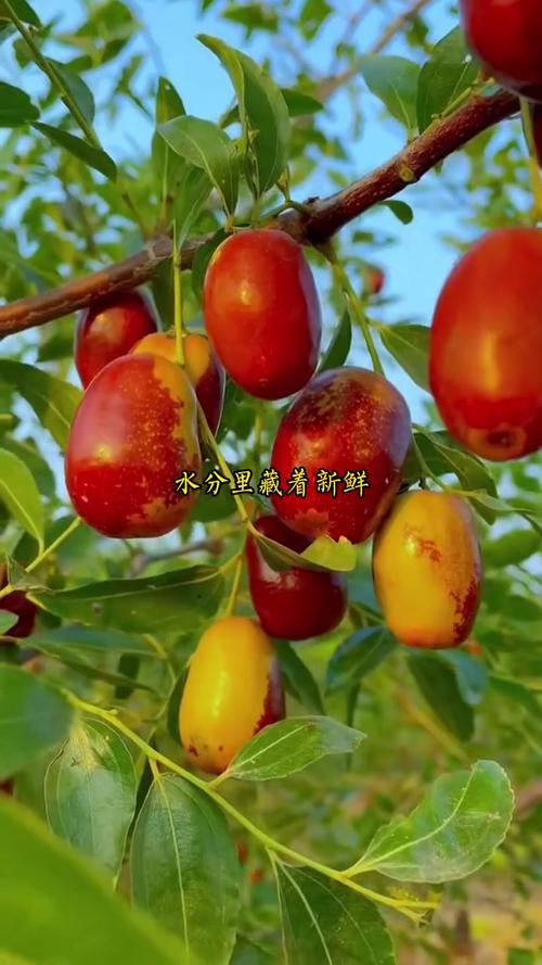 坚果&mdash;&mdash;从采摘到美味的蜕变 坚果制作 烘干机厂家